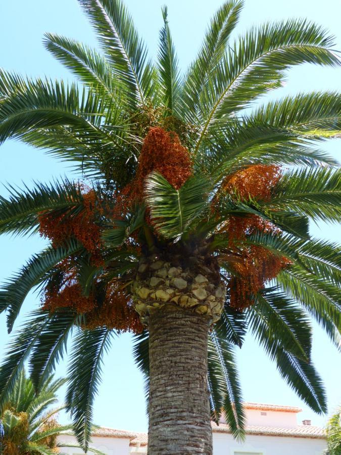 La Giralda 2 Denia Les Marinesアパートメント エクステリア 写真